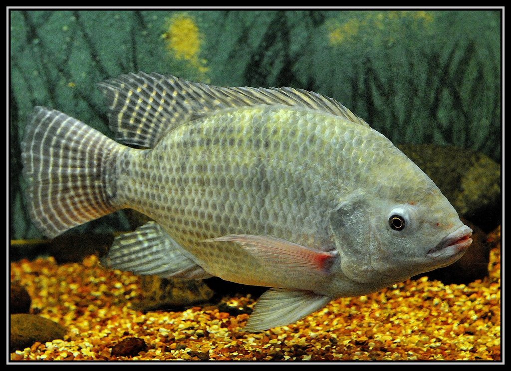 Tilápia ( Sarotherodon niloticus ) - ©Germano Schüür by Germano Schüür