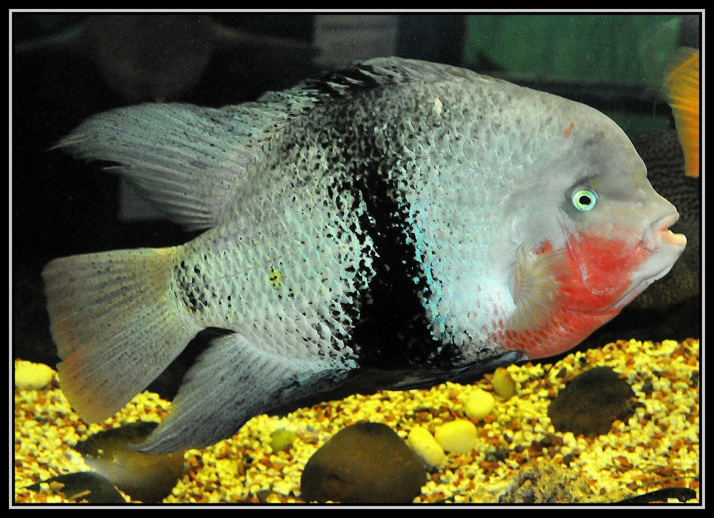 Acará-maculicauda ( Cichlasoma maculicauda - Regan, 1905 ) ©Germano Schüür by Germano Schüür