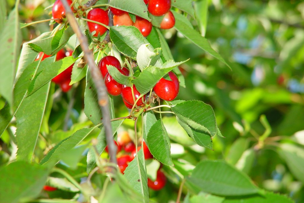 Cerezas rojas by tatisa