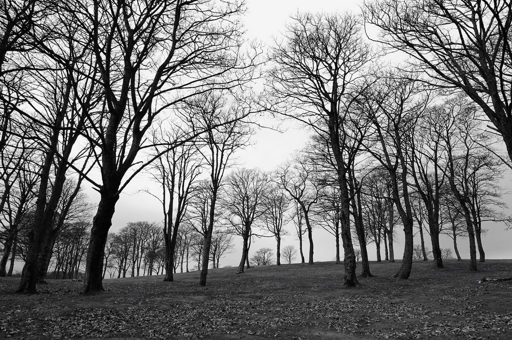 Barr Hill Trees by WestLothian