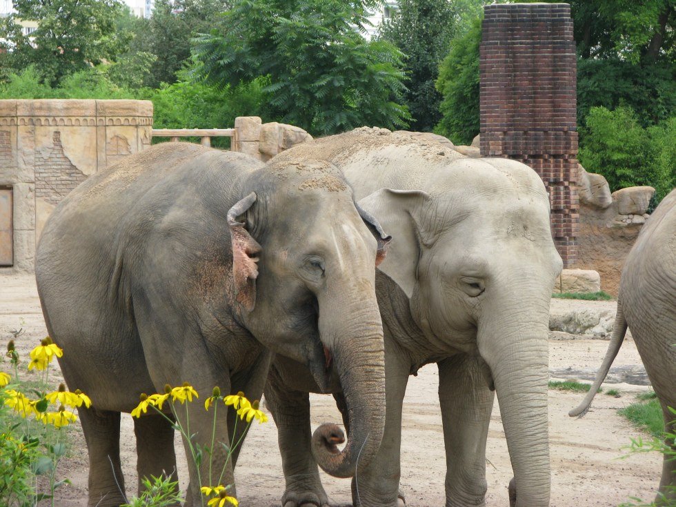 Leipziger Zoo Elefanten by Roy Loew