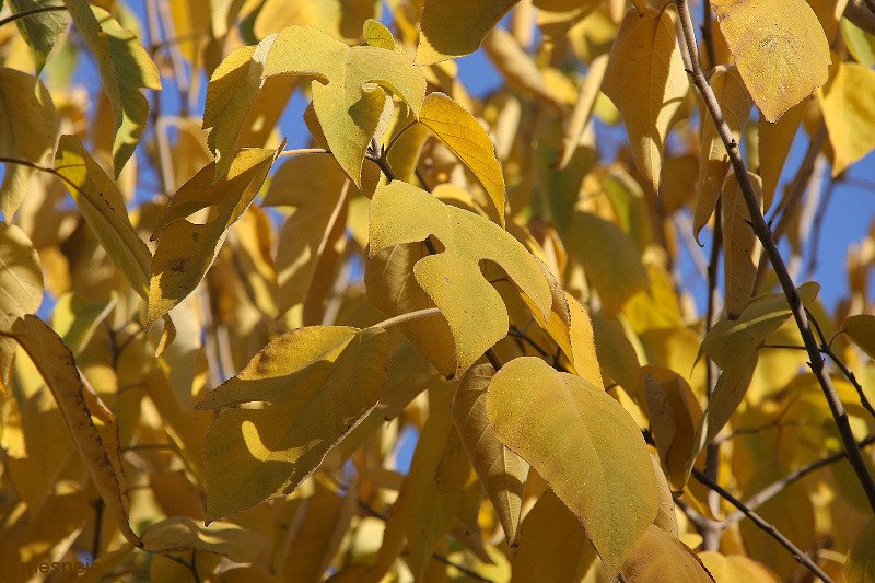 Colores del otoño-Jmespejo by Jmespejo