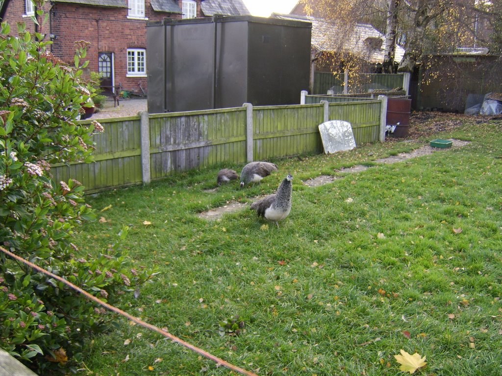 Two peacock hens and a chick by John Mulder