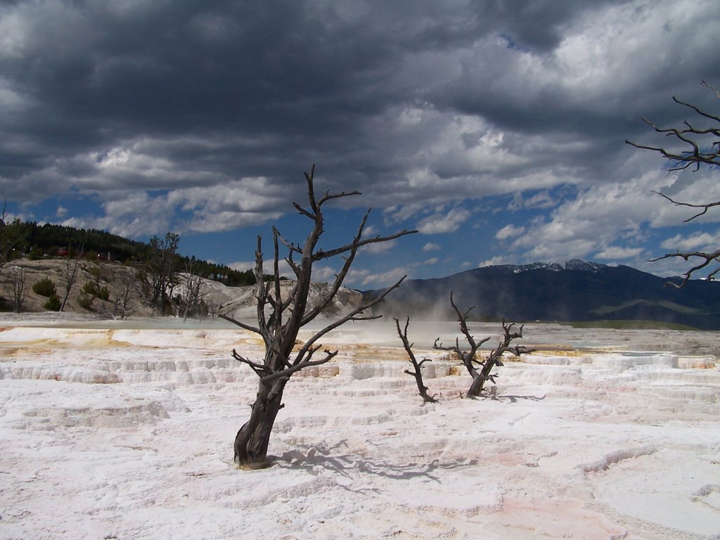 Mammoth Hot Spring by dolarts