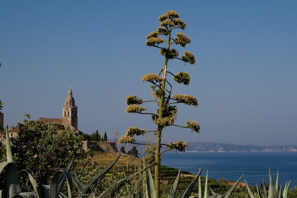 Komiza monastery vs agave by spavlek