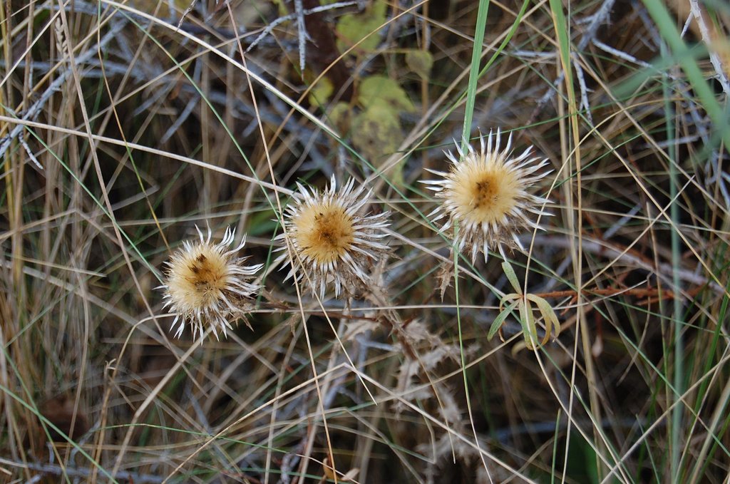 "Carlina Vulgaris" Driedistel - Carline Tistel - Kleine Eberwurz - La Carline commune by Lecleire Jacques