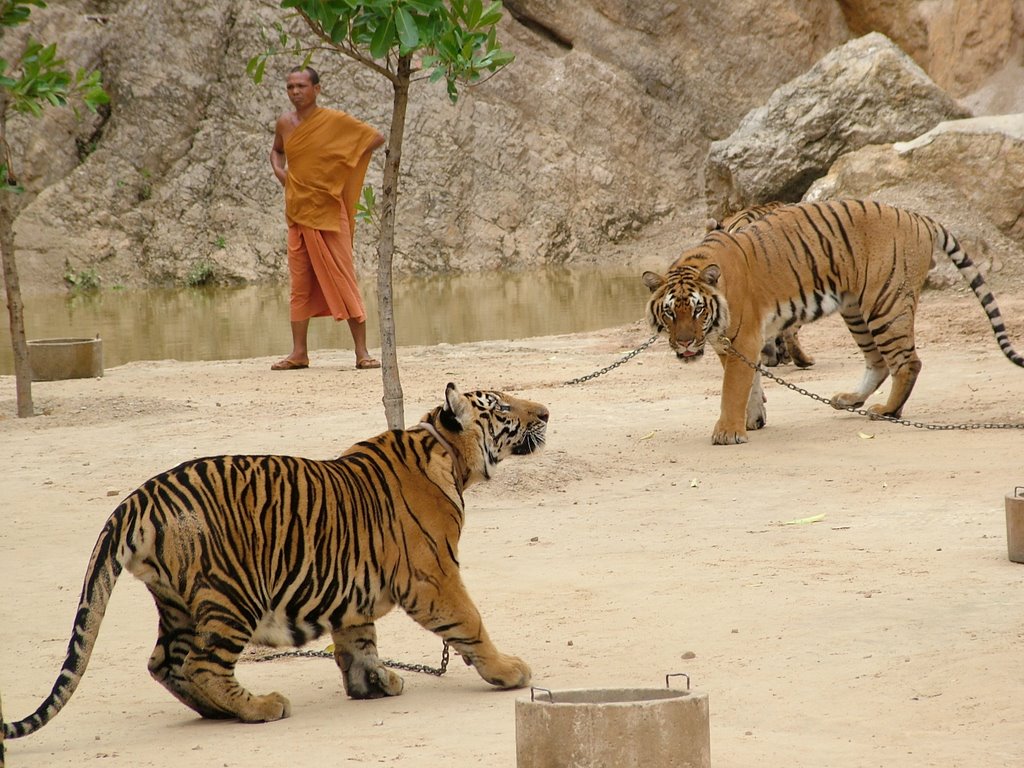 Tiger temple by Kalmár István