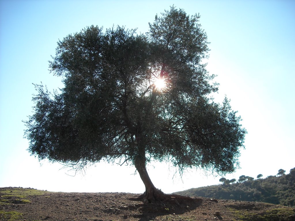 Acebuche en el Cortijo de Velasco by José Mariscal