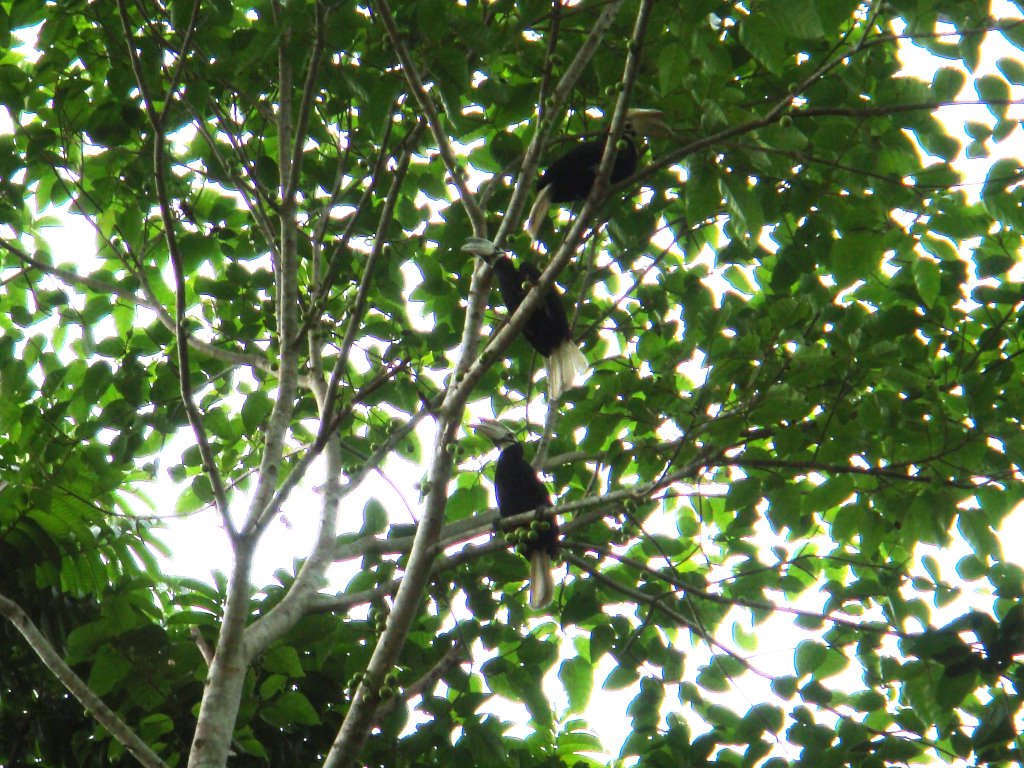 Palawan Hornbills at Lagen by Ramon Quisumbing