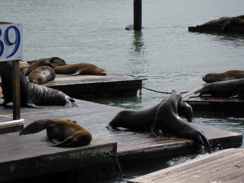 Pier 39 (5) by aghazvini