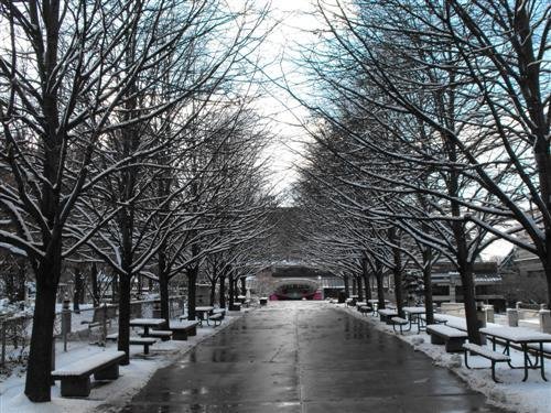 Trees at Mel Lastman Square, North York, Ontario, Canada by Benjamin Eren Robinson