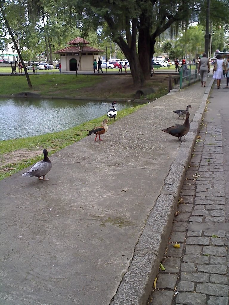 Patinhos do lago by Allan Caetano Ramos