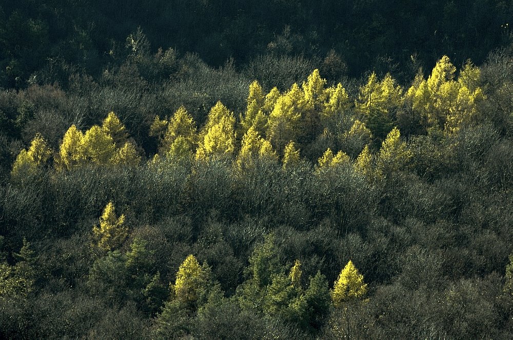 Forest from Oroszlán rock by jenoapu