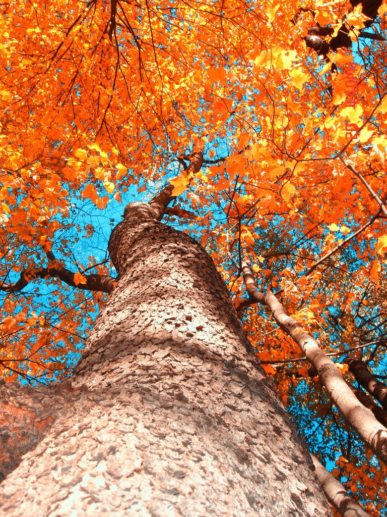 Linn Run In Autumn by greggmillar