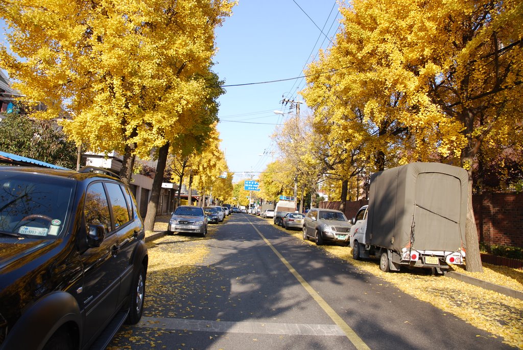 Ginkgo Trees, JongAm-dong, Seoul KOREA by LEE,Korea