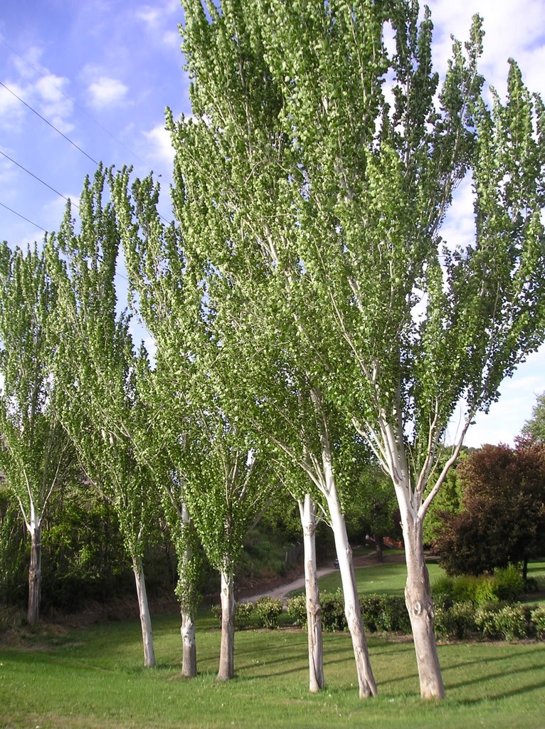 Árboles en el Parque de los Pinos by carmenmiramadrid >>NO VIEWS<<