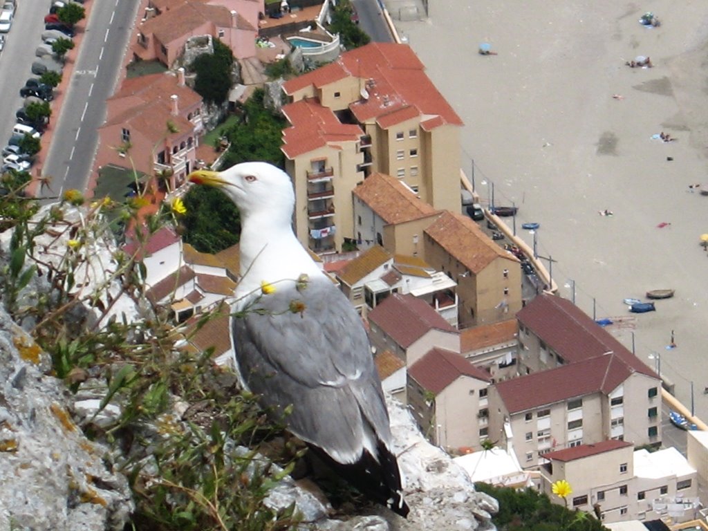 Gibraltar The Yellow-legged Gull at the top of the Rock by Paula Kok-Lepelaars