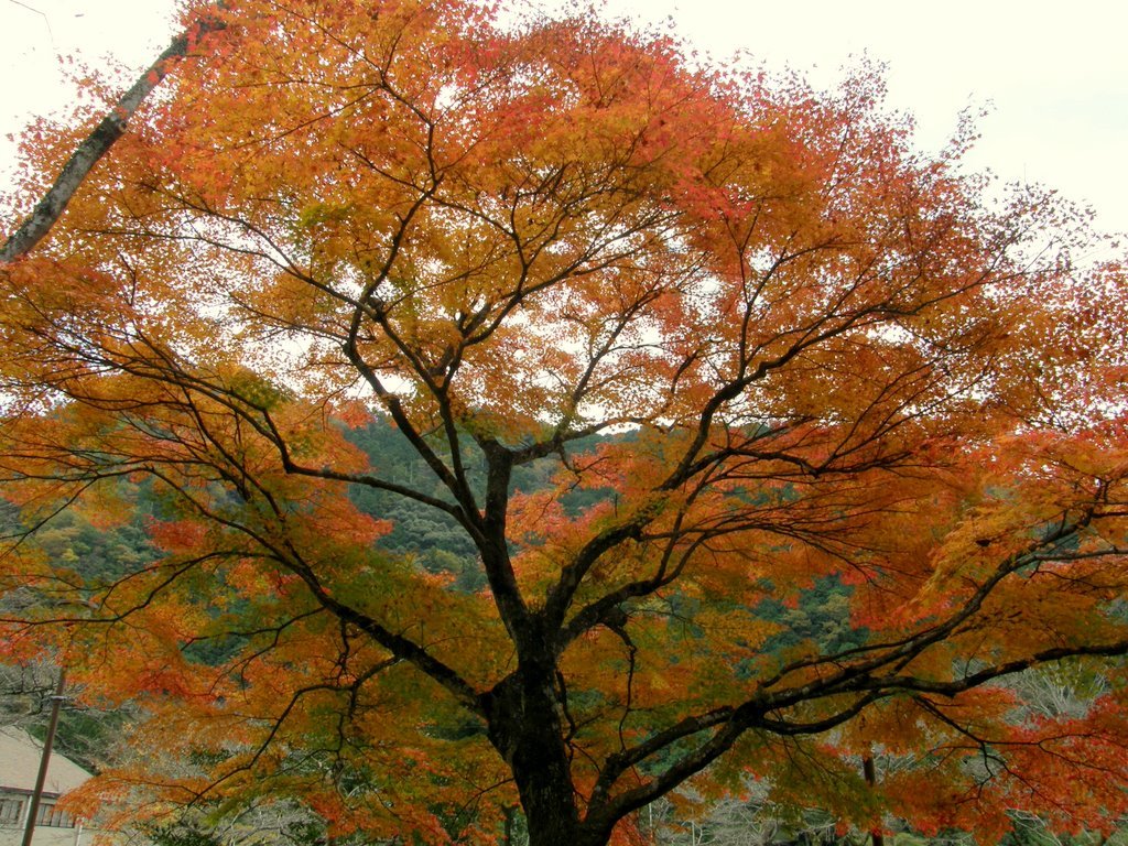 愛知県民の森08秋　キャンプ場付近 by oota yukio