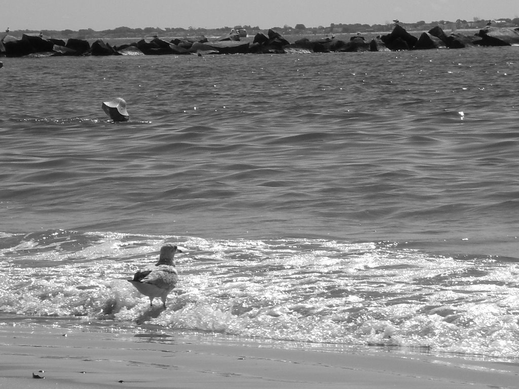 Seagul and hat by beba_92