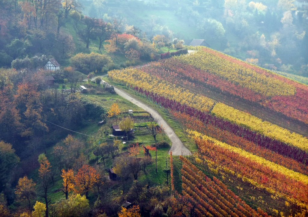 Herbstfarben im Weinberg (vom Kappelberg in Richtung Rotenberg) by bergfex