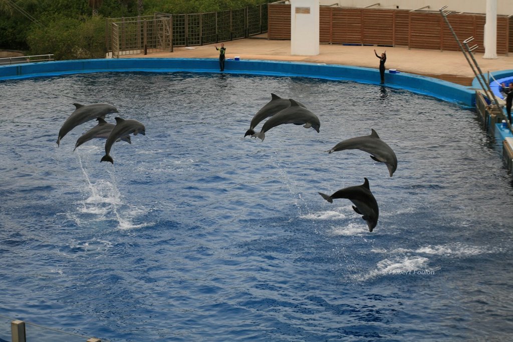 Oceanografico delfines by Hubert Foulon