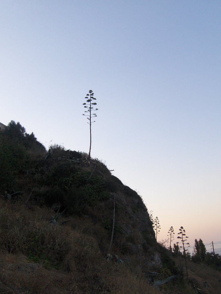 A lonely tree by Gimbe