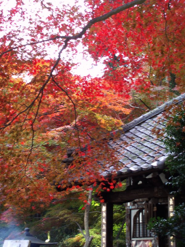 Red Leaf in Takahatafudo Temple by Kiyochan