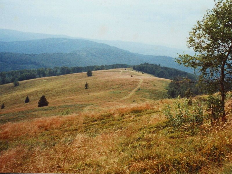 Meadow under Mogielica (1170 m) by Dodge