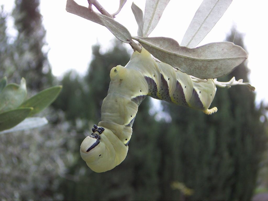 Bruco Acherontia atropos by angelo_b