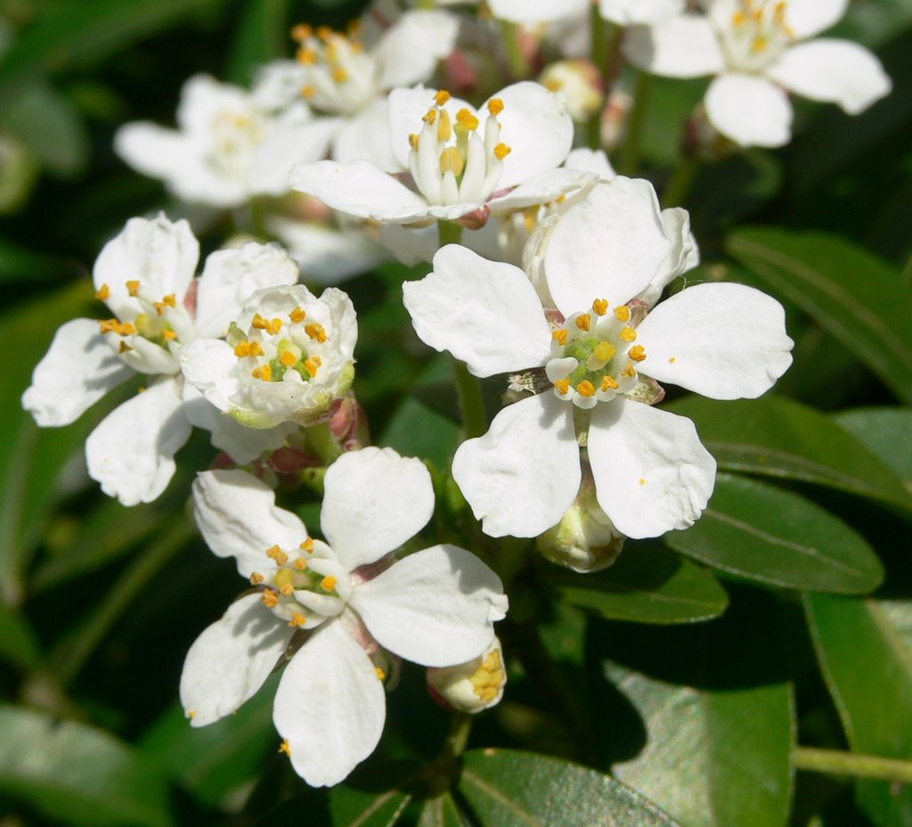 Fiori bianchi by Coccinella