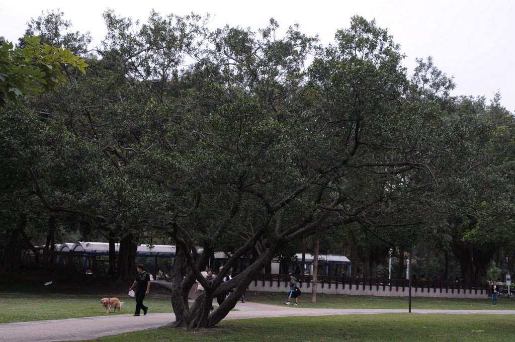 Rongxing Park, TAIPEI by olivedom