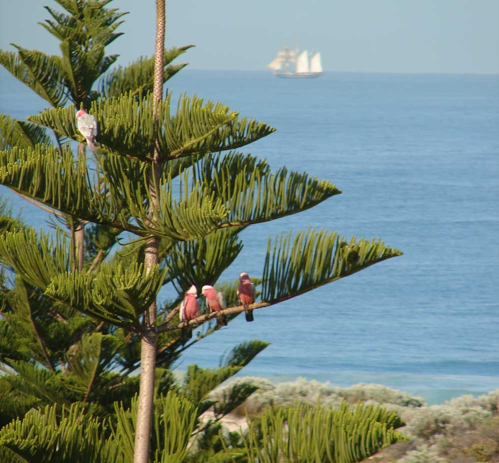 Exotic Birds, Sailing by mapgoogle.org