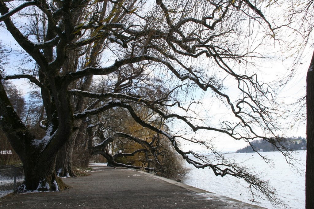 Alte Baumriesen am Ufer der Mainau by aurelia.a