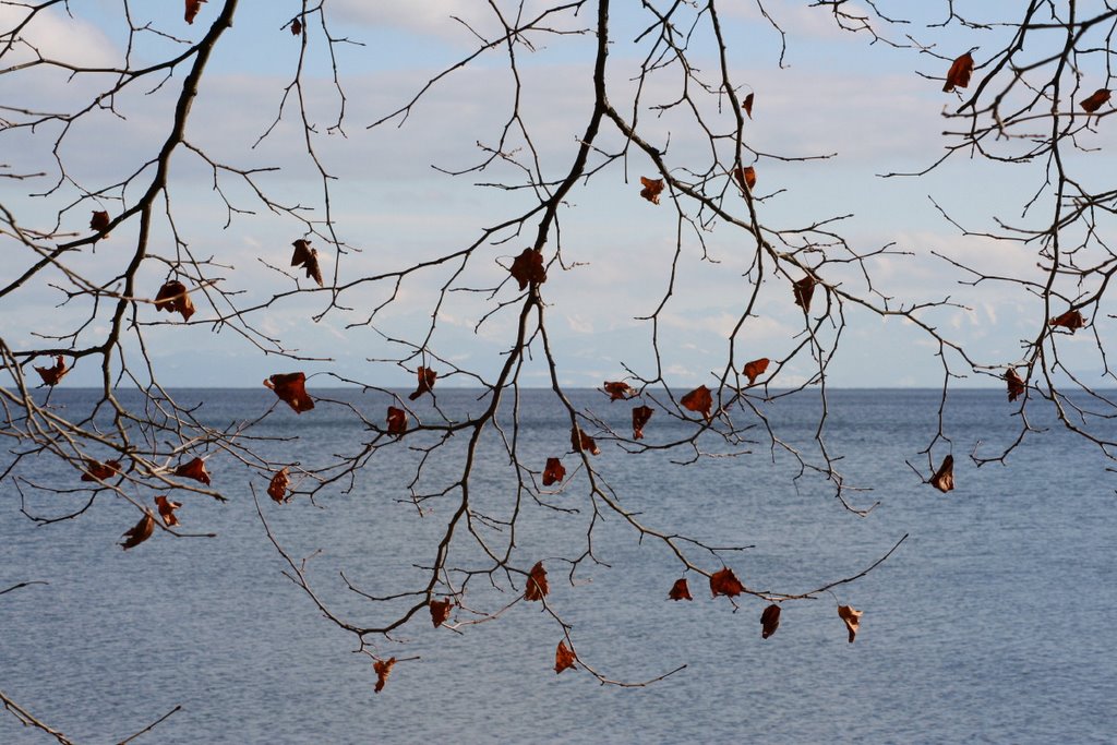 Die letzten Blätter des Herbstes vor Alpenkulisse by aurelia.a