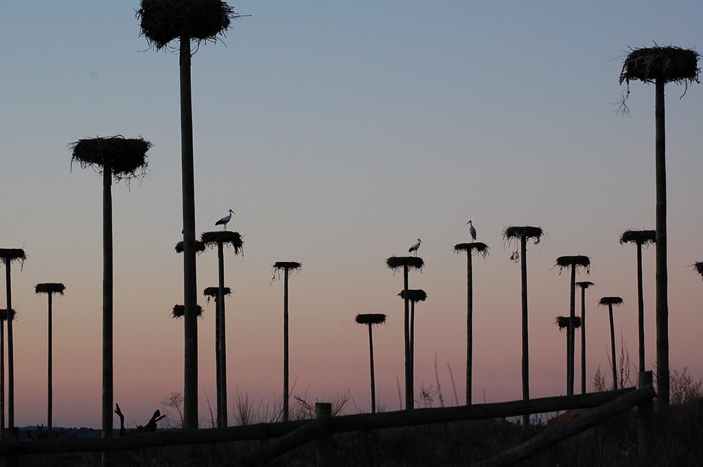 LAS CIGÜÑAS EN CACERES by JCBlanco