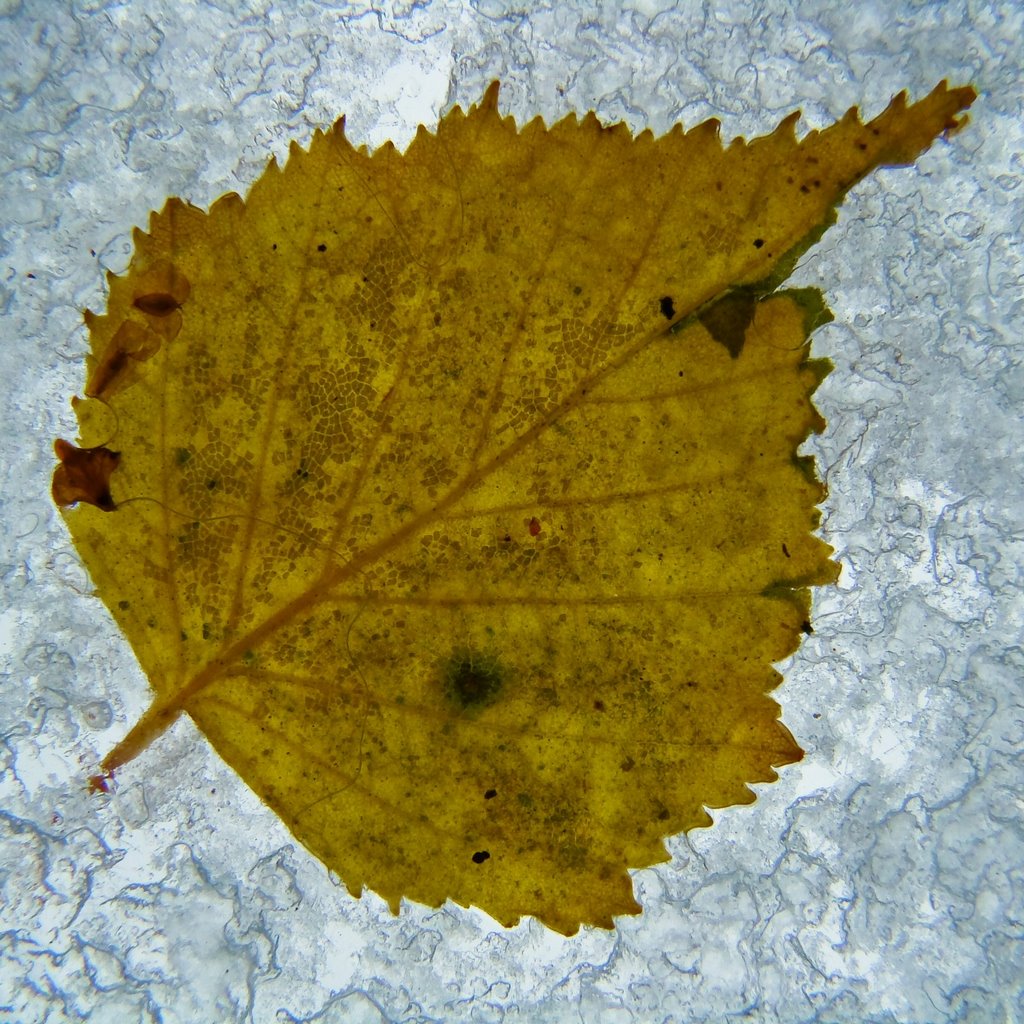 Ice-buried autumn-leaf by uaf