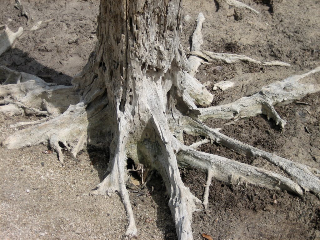 Progreso,Yucatán by mosi zarbafian