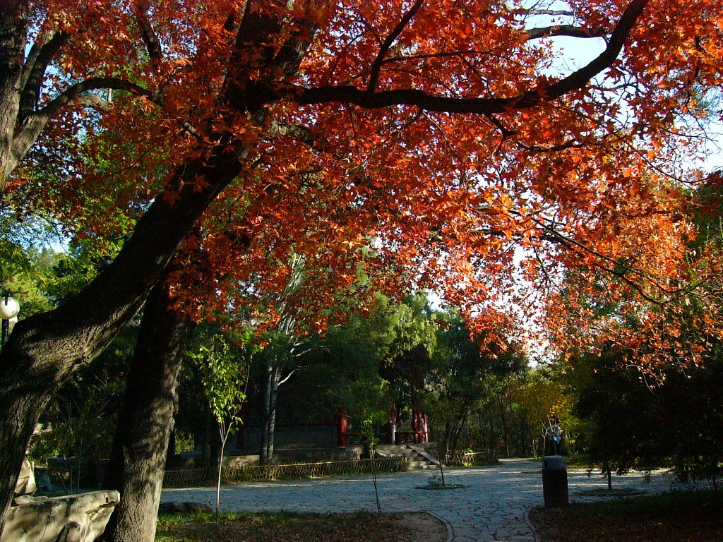 Haidian, Beijing, China by shulanD