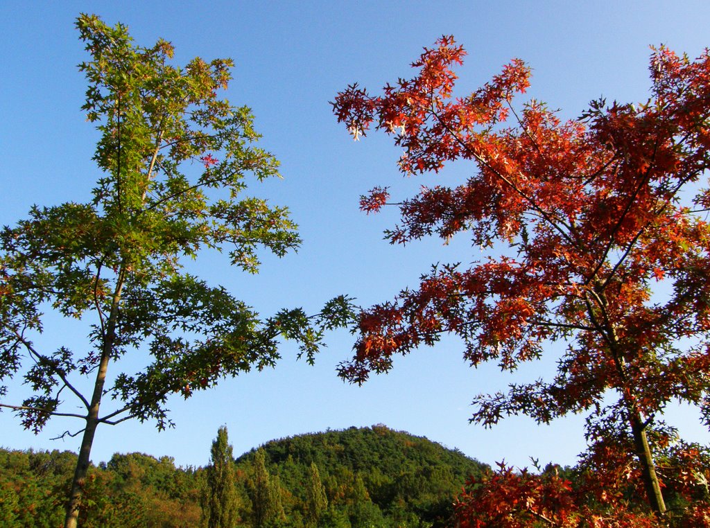 Red,Green and Blue by crokey