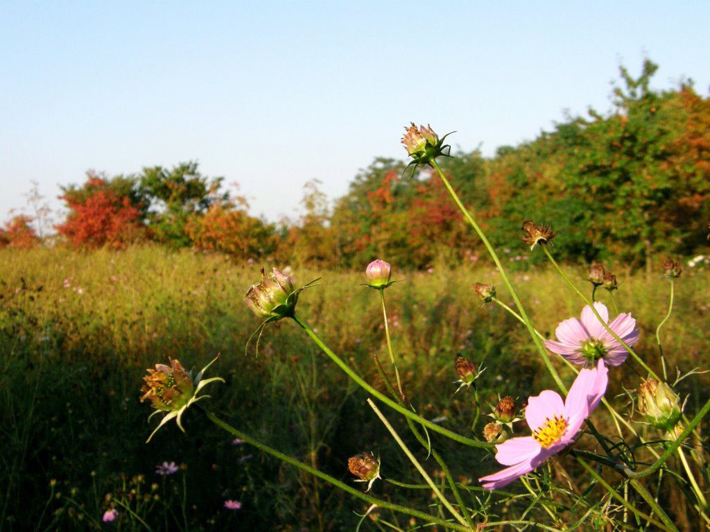 Pink wild flowers by crokey