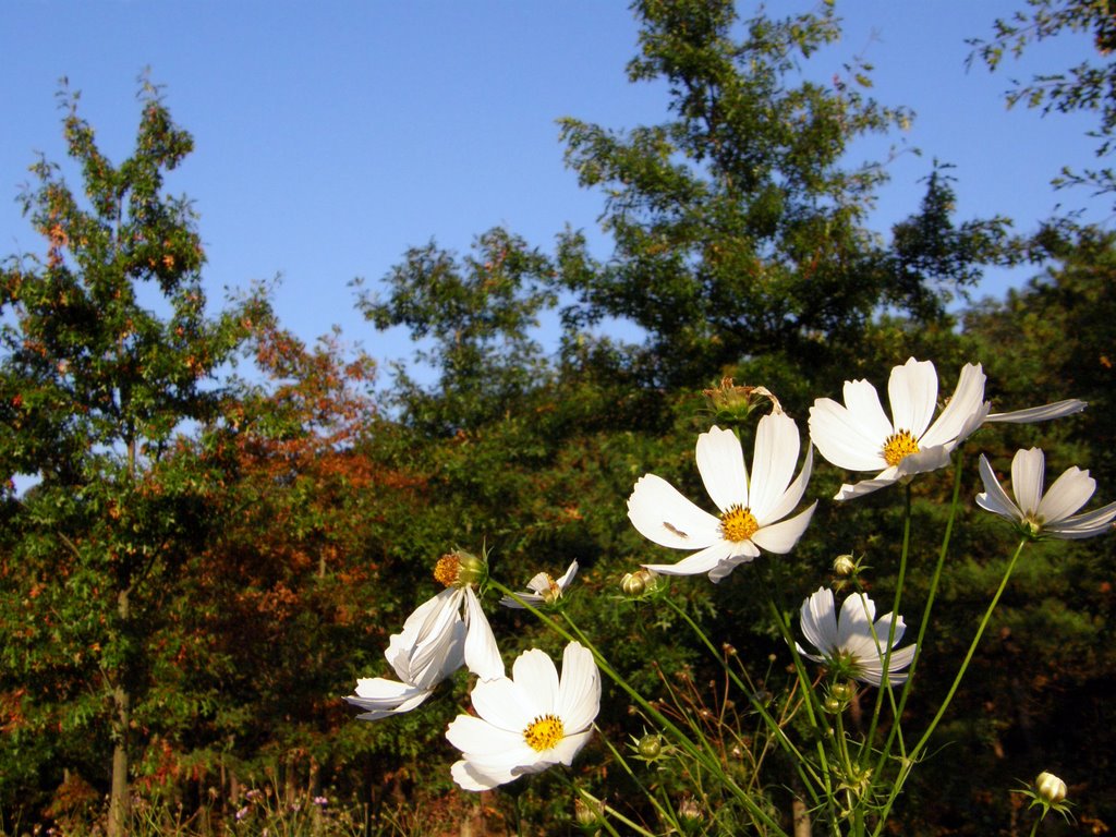 White wild flowers by crokey