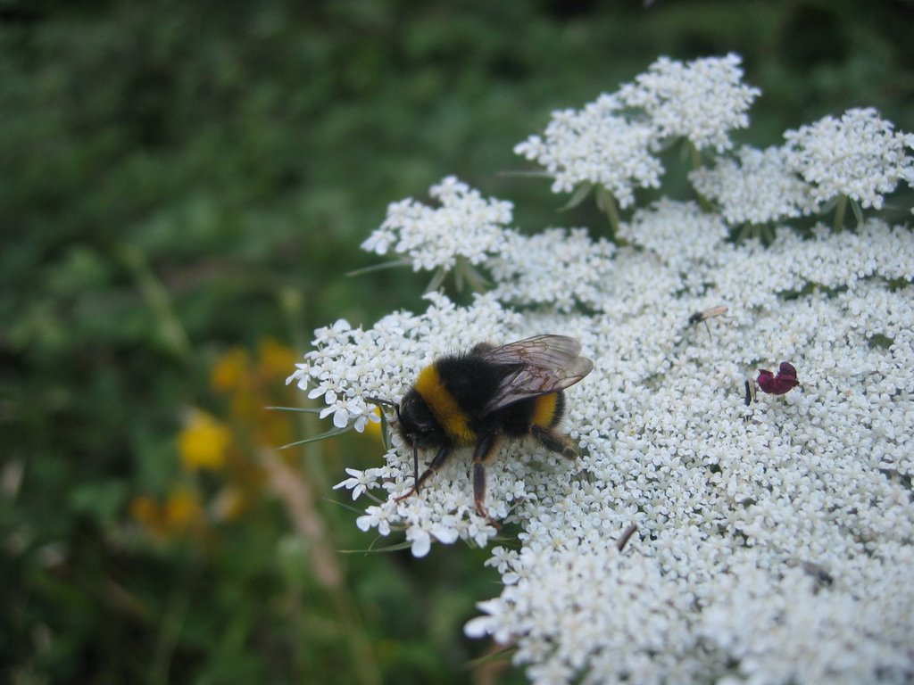 Abeja by Sandra_Quereño