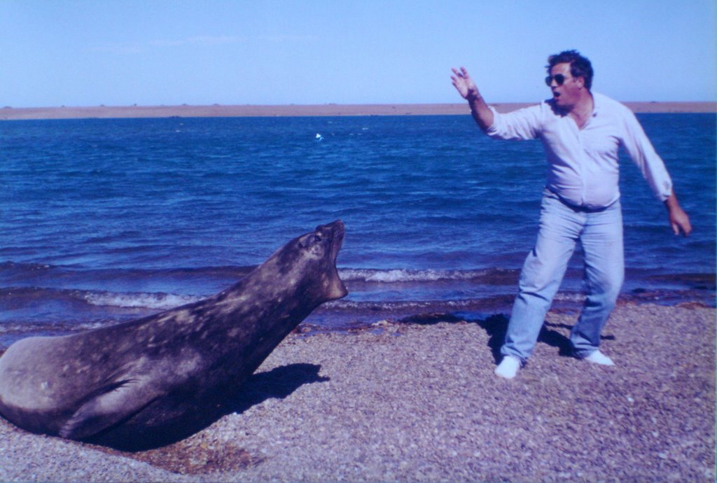 Argentina - Chubut, Península Valdés, Caleta Valdés, Lobos Marinos by Carlos Petracca