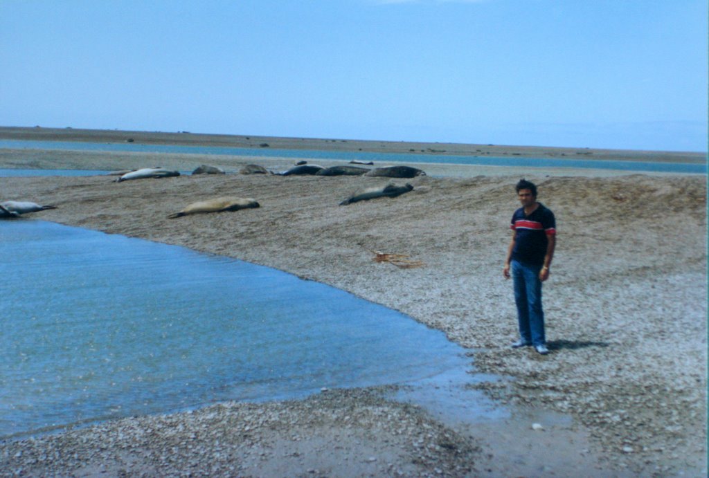 Argentina - Chubut, Península de Valdés, Caleta Valdés, Lobos Marinos by Carlos Petracca