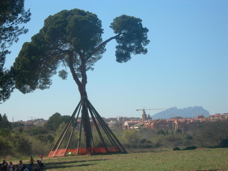 Pi d'en xandri i Montserrat by cercamon