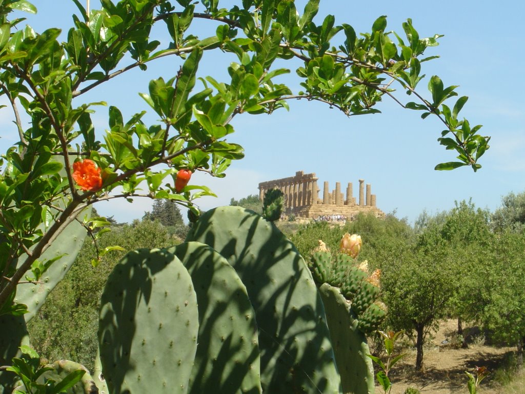 07 Sicilia, Agrigento, Concordia-Giunone by Robert Chiappori