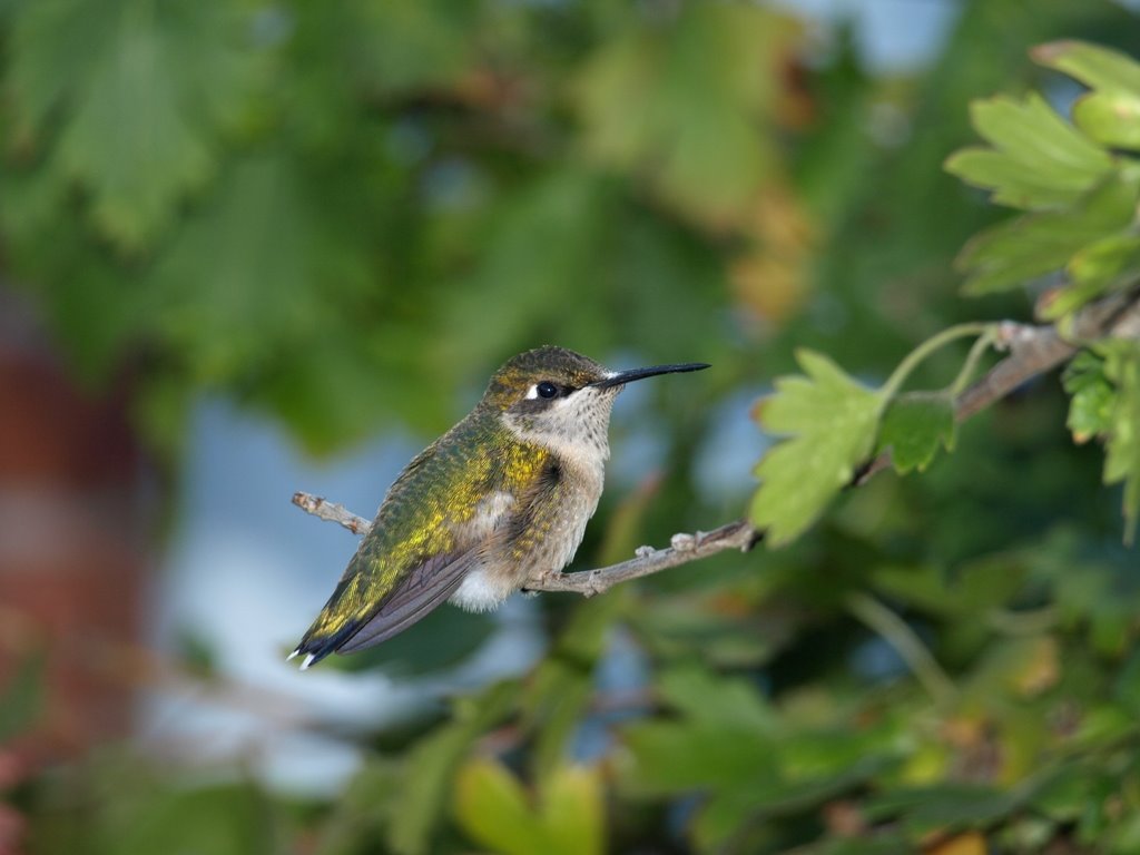 Hummingbird, resting by Eric Shotwell