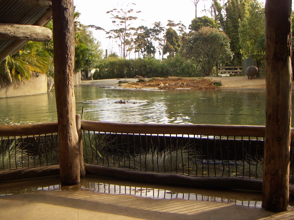 Hippos, Auckland Zoo by nojon