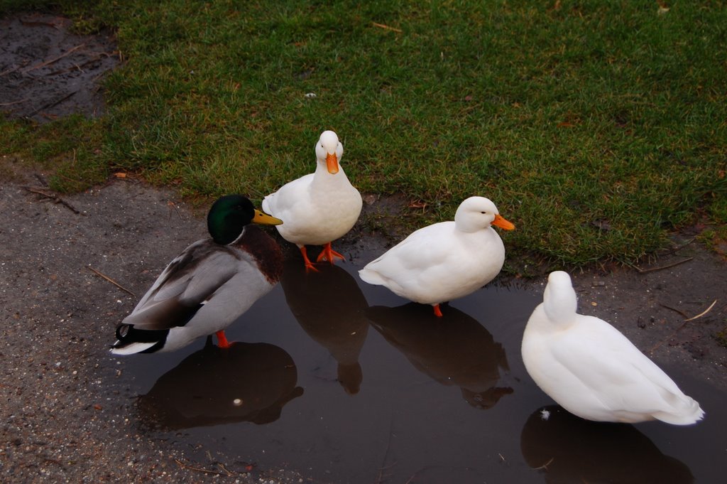 Ducks by Nico Huising