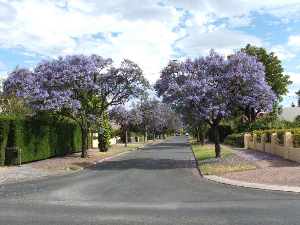 Corner of Tobruk &Beulah Rd Beulah Park by Glider47